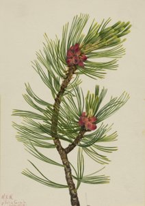 Weißrinden-Kiefer Pinus albicaulis