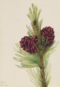Weißrinden-Kiefer Pinus albicaulis, 1931
