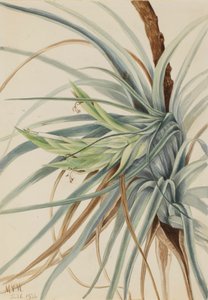 Wilde Ananas Tillandsia fasciculata, 1921