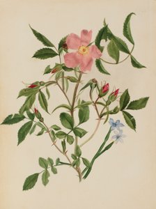Wilde Rose und Blauäugiges Gras (Rosa-Arten und Sisyrinchium-Arten) von Mary Vaux Walcott