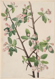 Wilde Süßkrabbe (Malus coronaria) von Mary Vaux Walcott