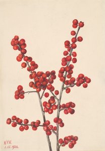 Winterbeere Ilex verticillata, 1920