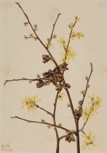 Zaubernuss