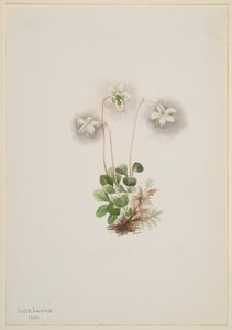 Waldnymphe Moneses uniflora, 1902