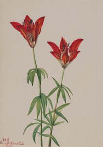 Holzlilie Lilium philadelphicum, 1932 von Mary Vaux Walcott