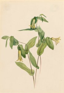 Holz-Merrybells Uvularia perfoliata, n.d. von Mary Vaux Walcott