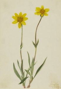 Wollige Arnika (Arnica tomentosa) von Mary Vaux Walcott