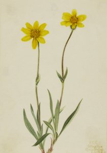 Wollige Arnika Arnica tomentosa, 1920 von Mary Vaux Walcott