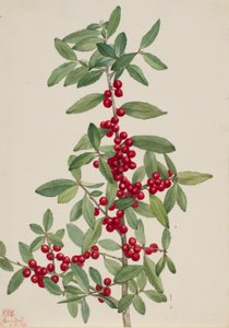 Yaupon (Ilex vomitoria) von Mary Vaux Walcott