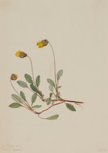 Gelbe Dryade (Dryas drummondii) von Mary Vaux Walcott