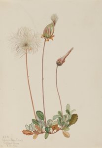 Gelbe Dryadenfrucht Dryas drummondii, 1920