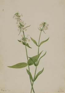 Gelber Bartfaden (Pentstemon confertus)