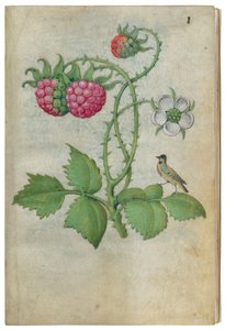 Buch der Blumenstudien, ca. 1510-1515 von Master of Claude de France