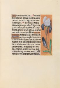 Stundenbuch der Königin Isabella der Katholischen, Königin von Spanien: Fol. 244r, ca. 1500