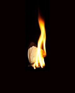 Brennender Schmetterling 11, 2013 von Mat Collishaw