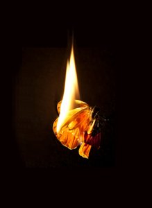 Brennender Schmetterling 17 von Mat Collishaw