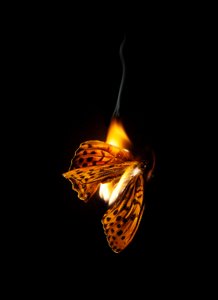 Brennender Schmetterling 25, 2013 von Mat Collishaw