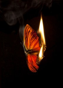 Brennender Schmetterling 4, 2013 von Mat Collishaw