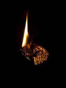 Brennender Schmetterling 6, 2013 von Mat Collishaw