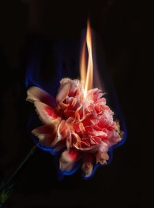 Effigie von Mat Collishaw