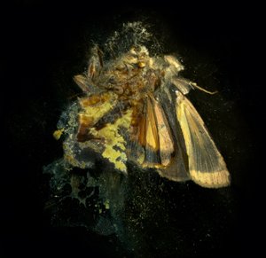 Insektizid 12, 2006 von Mat Collishaw