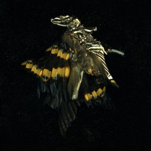 Insektizid 17 von Mat Collishaw