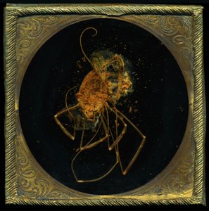 Insektizid 5 von Mat Collishaw