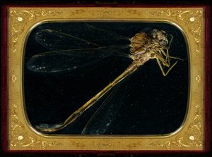 Insektizid 7 von Mat Collishaw