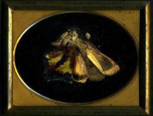 Insektizid 8, 2006 von Mat Collishaw