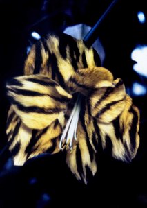 Tigerlilie von Mat Collishaw