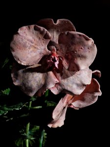 Venale Muse, Impetus, 2012 von Mat Collishaw