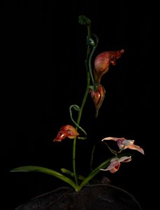 Venale Muse, Lafage, 2012 von Mat Collishaw