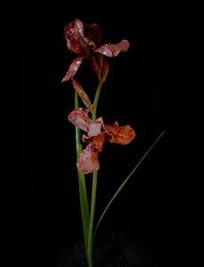 Venale Muse, Viridor, 2012 von Mat Collishaw