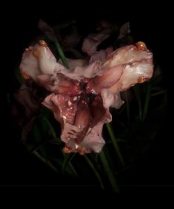 Venale Muse, Viridor, 2012 von Mat Collishaw