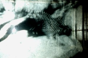 Wurmfarm, 2009 von Mat Collishaw