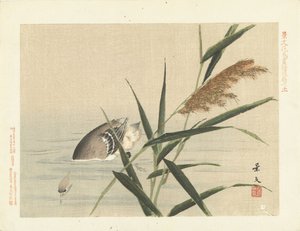 Tauchende Ente bei Schilf. Blumen- und Vogelskizzen von Keibun - Teil drei von Matsumura Keibun