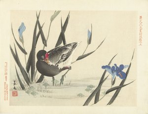 Blässhuhn zwischen blauen Schwertlilien von Matsumura Keibun