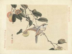 Vogel und Kaki (Blumen- und Vogelskizzen von Keibun - Teil eins)