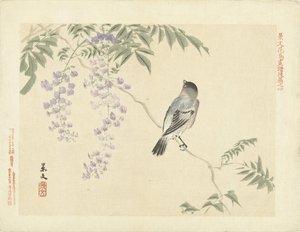 Vogel auf Wisteria-Zweig (Blumen- und Vogelskizzen von Keibun, Teil drei)