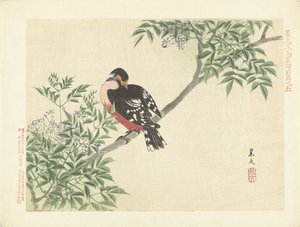 Schwarz-roter Vogel (Serie) von Matsumura Keibun