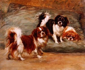 Drei King Charles Spaniels auf einem Kissen