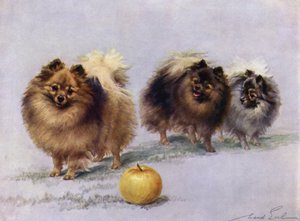 Drei von Mrs. Hall Walkers Champion-Pomeranians von Maud Earl