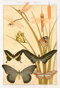 Schmetterlinge von Maurice Pillard Verneuil