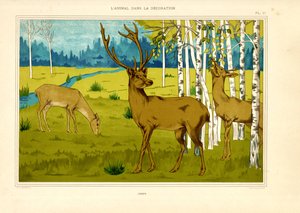 Hirsche in Birkenwaldlandschaft