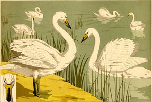 Schwäne im Schilf als dekoratives Naturmotiv (Litho)