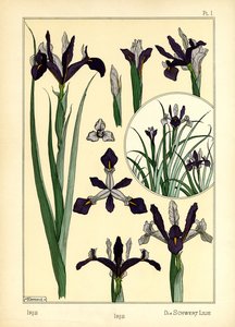Die Iris von Maurice Pillard Verneuil