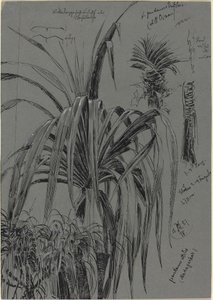 Studien von Schraubenpalmen aus Madagaskar