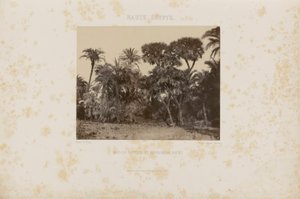 Wald aus Dattel- und Doumpalmen