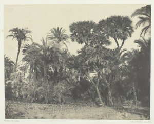 Bois de Dattiers et de Palmiers Doums, Oberägypten