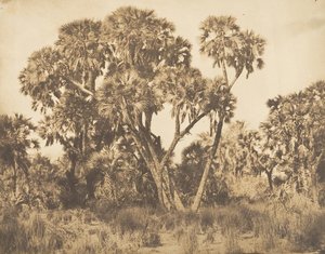 Palmiers Doums in Hamarneh, 1849-50